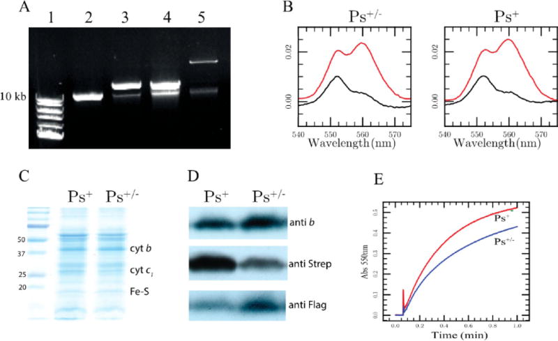 Figure 5