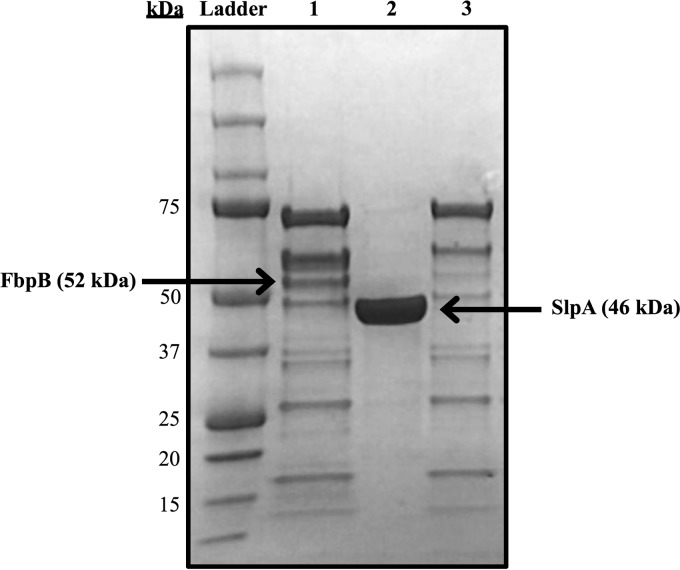 FIG 6