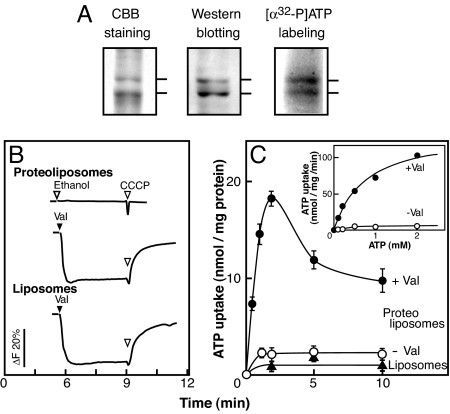 Fig. 3.