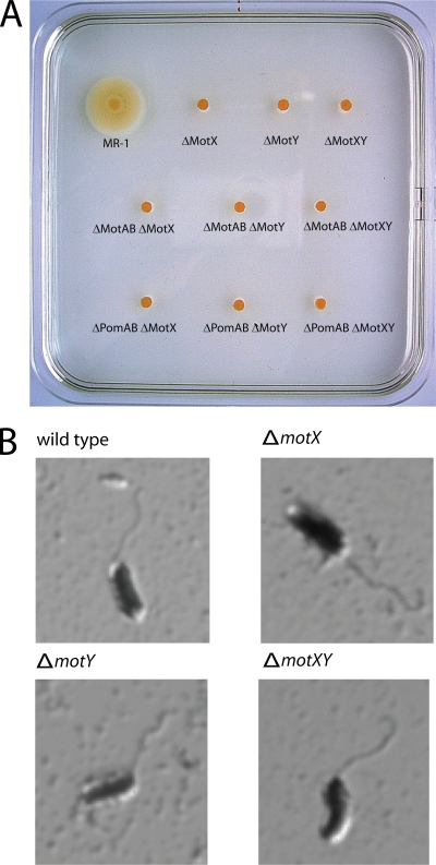 FIG. 1.