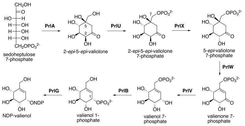 Scheme 1