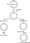 FIGURE 1.