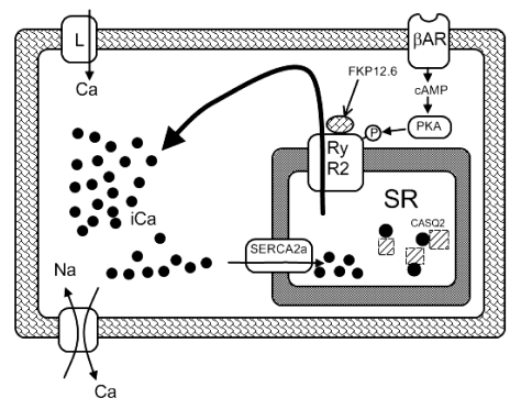 Figure 4)