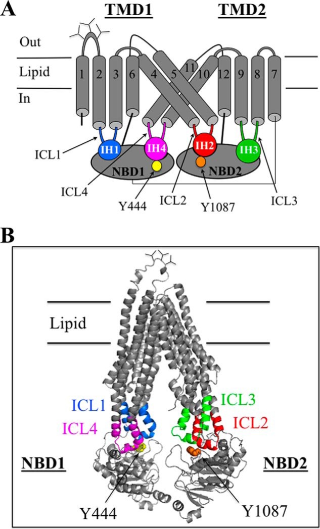 FIGURE 1.