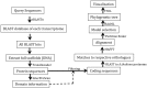 Figure 1—figure supplement 1.