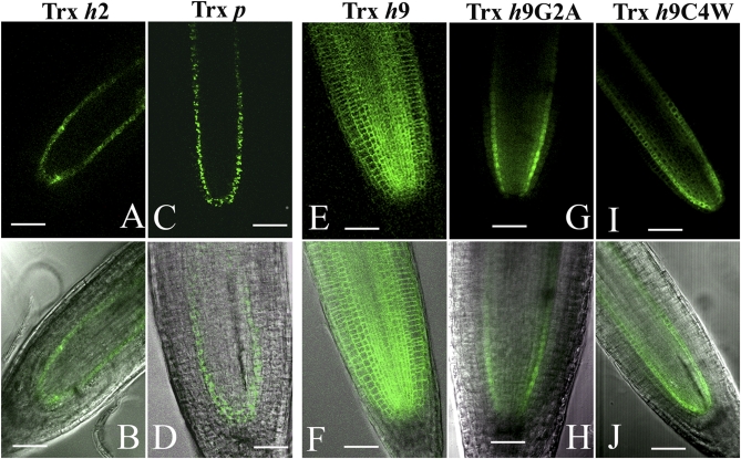 Fig. 4.