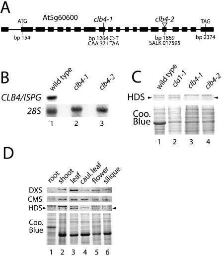 Figure 7.