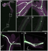 Fig. 7.