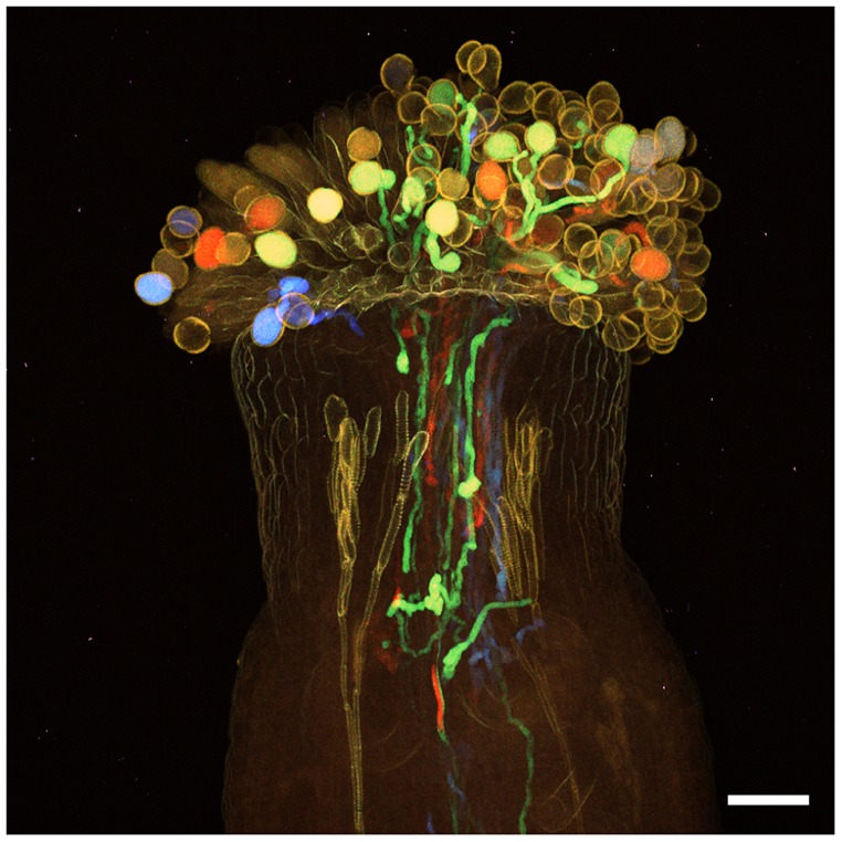 Fig. 6.