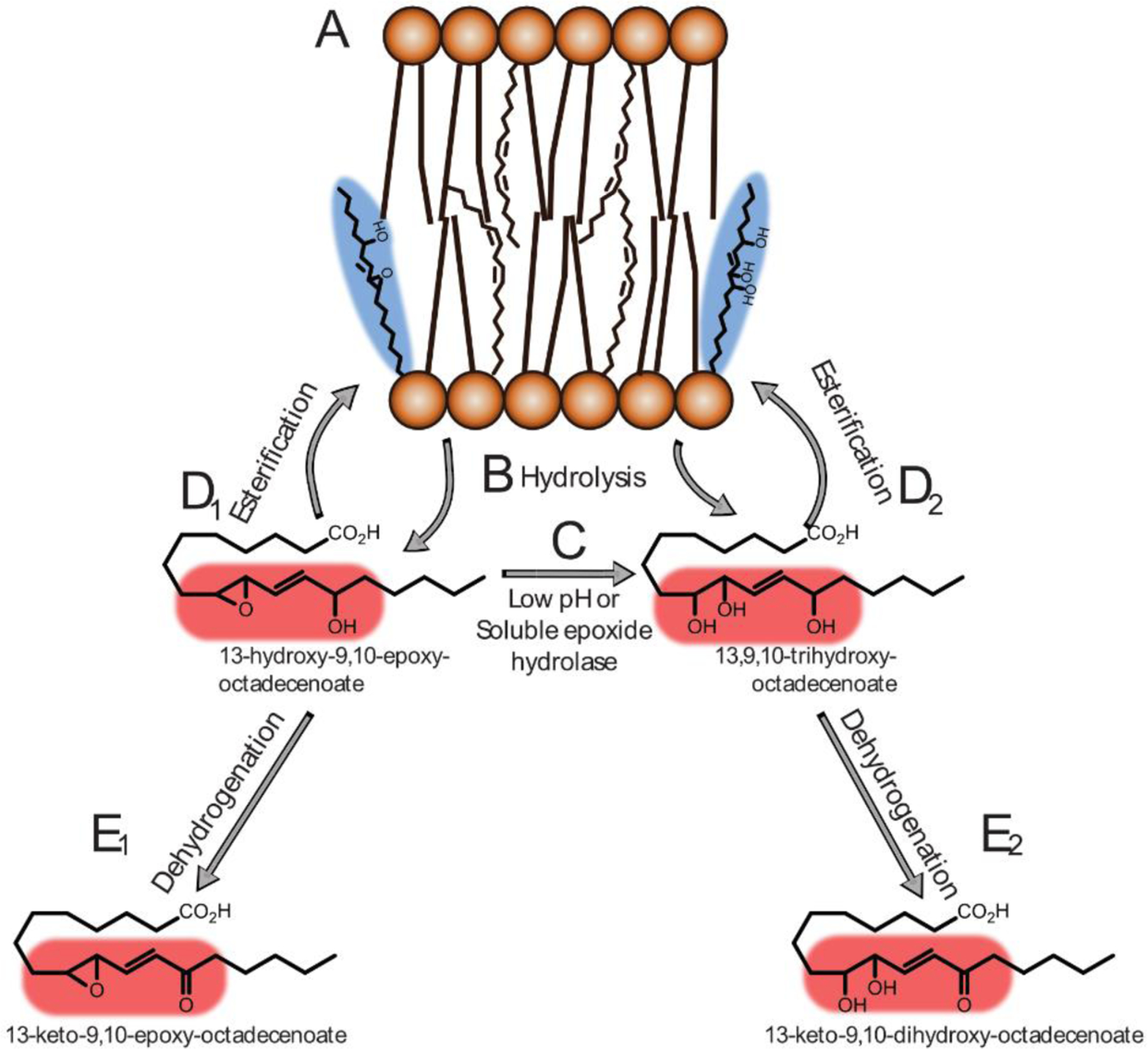 Figure 2a-