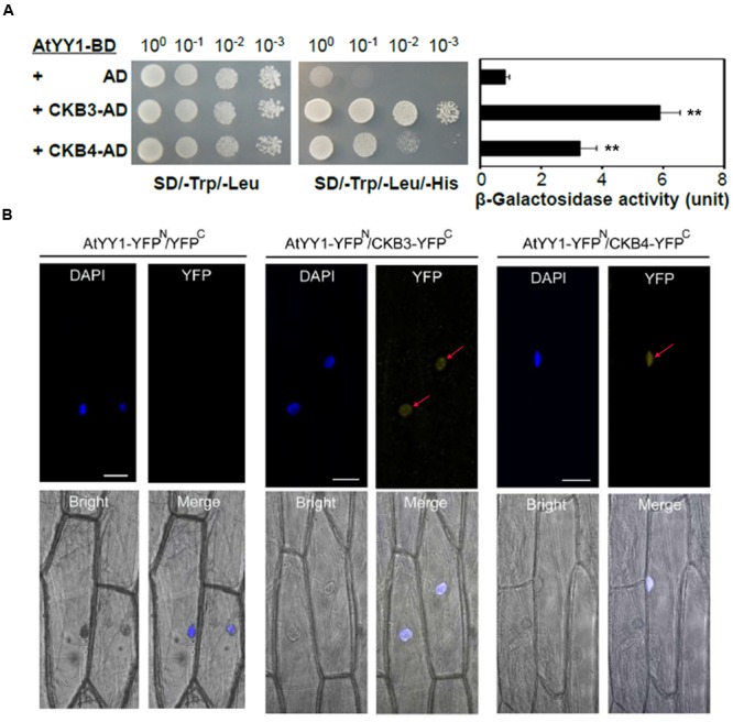 FIGURE 2