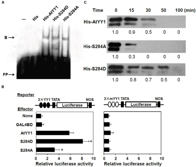 FIGURE 4