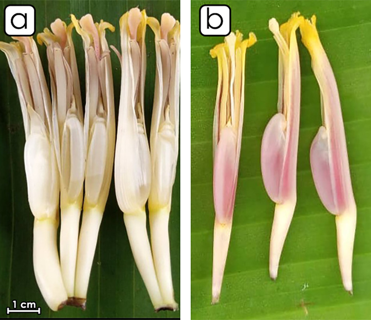 Fig 4