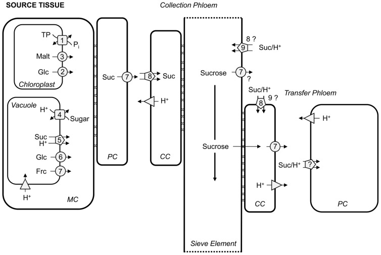 FIGURE 1