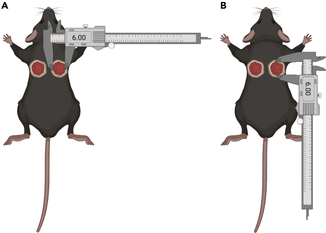 Figure 2