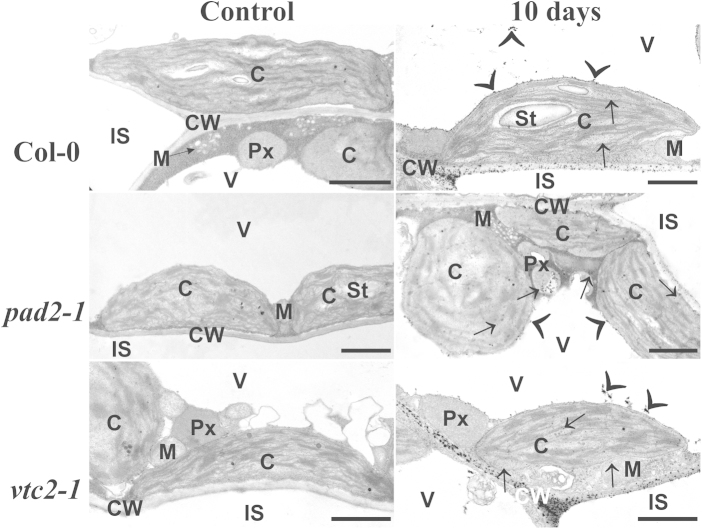 Fig. 6