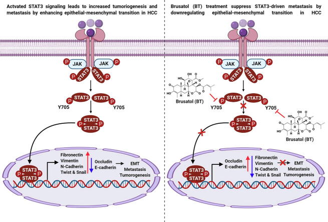 Brusatol suppresses STAT3-driven metastasis by downregulating ...