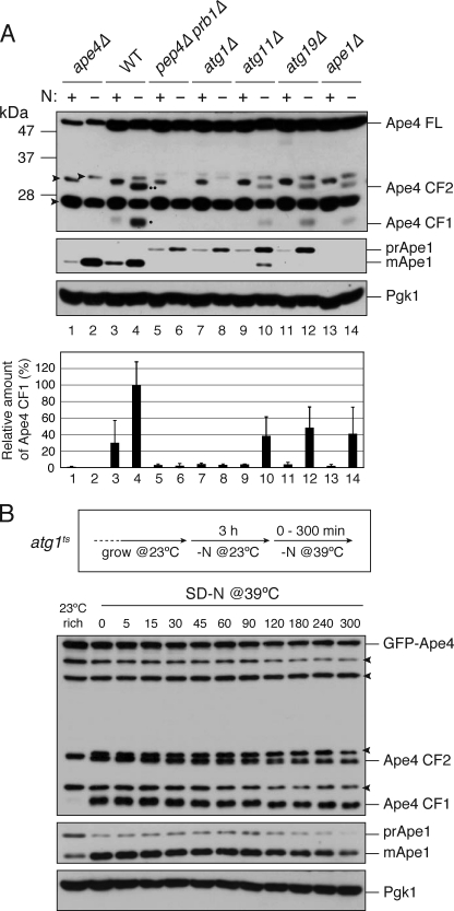 FIGURE 4.