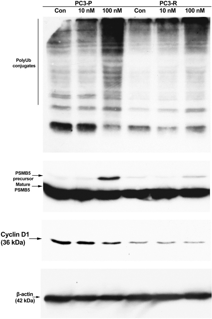 Fig. 5