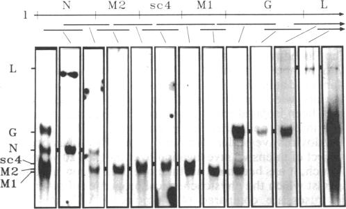 graphic file with name pnas00289-0081-a.jpg