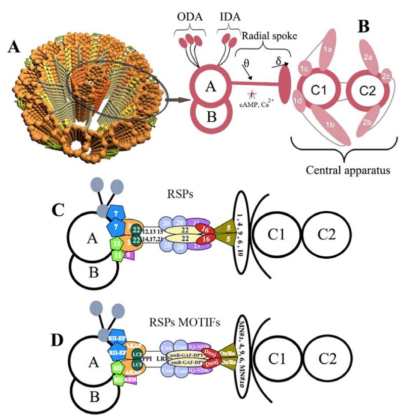 Fig. (2)