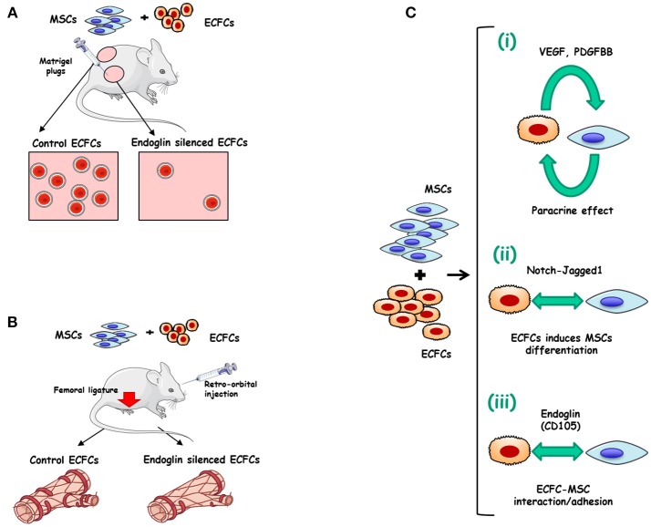 Endoglin as an Adhesion Molecule in Mature and Progenitor Endothelial ...