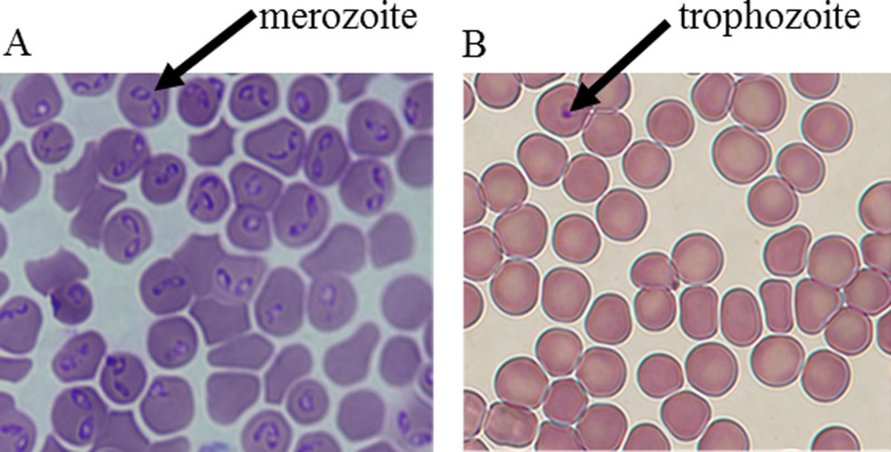 FIG. 5.