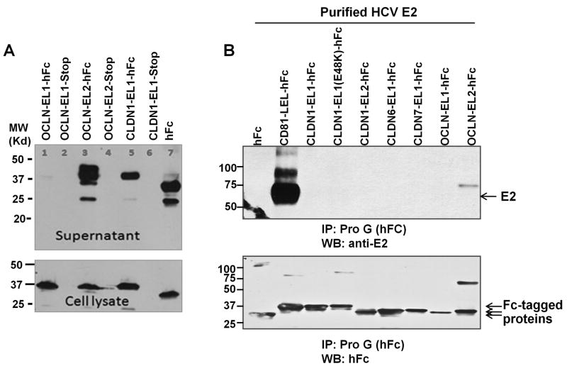 Fig. 5