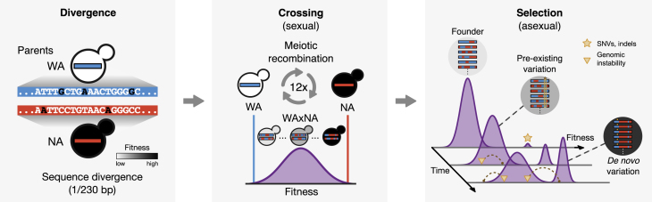 Figure 1