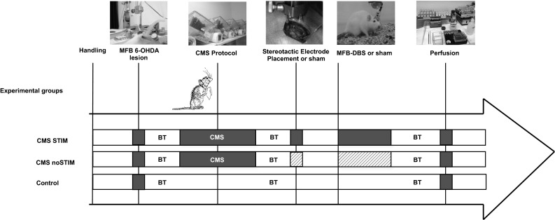 Fig. 1