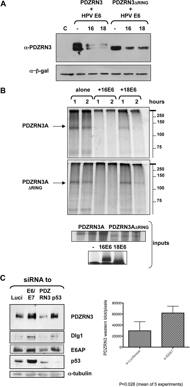 FIG 2