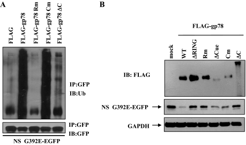 FIGURE 4.