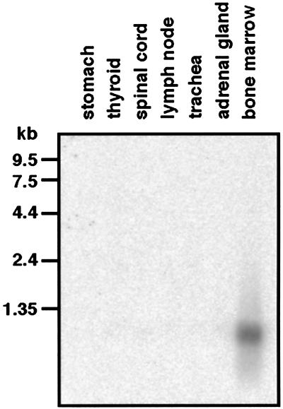 FIG. 1