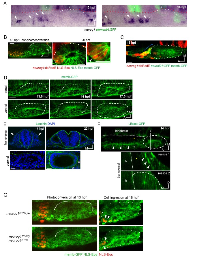 Figure 2—figure supplement 1.