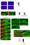 Figure 5—figure supplement 1.