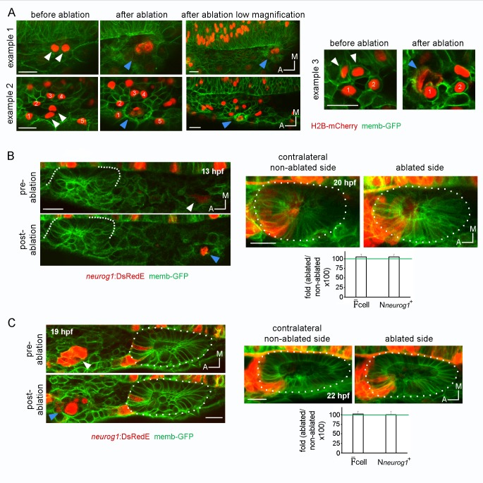 Figure 4—figure supplement 1.