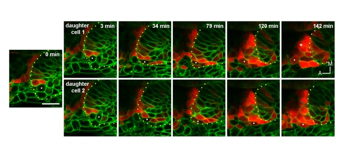 Figure 3—figure supplement 1.