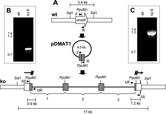 FIG. 1.