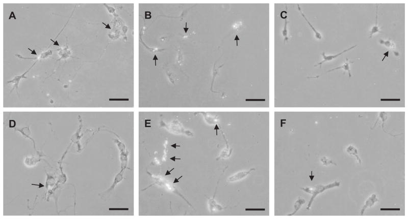 Fig. 5