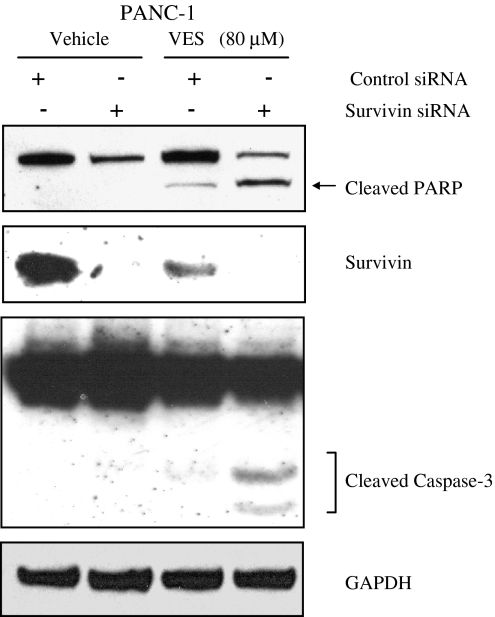 Fig. 6