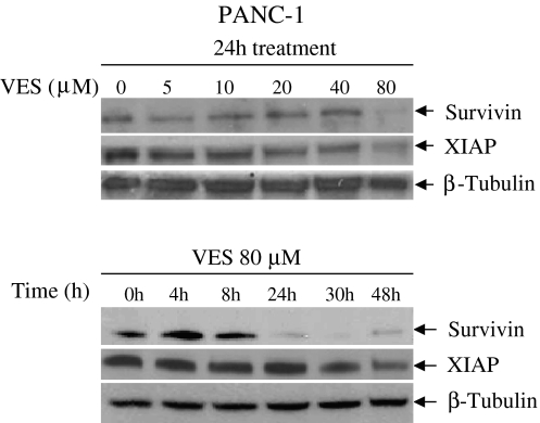 Fig. 5