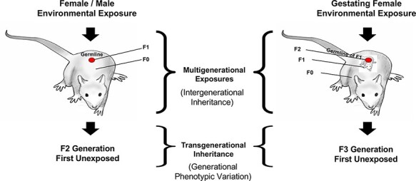 Figure 2: