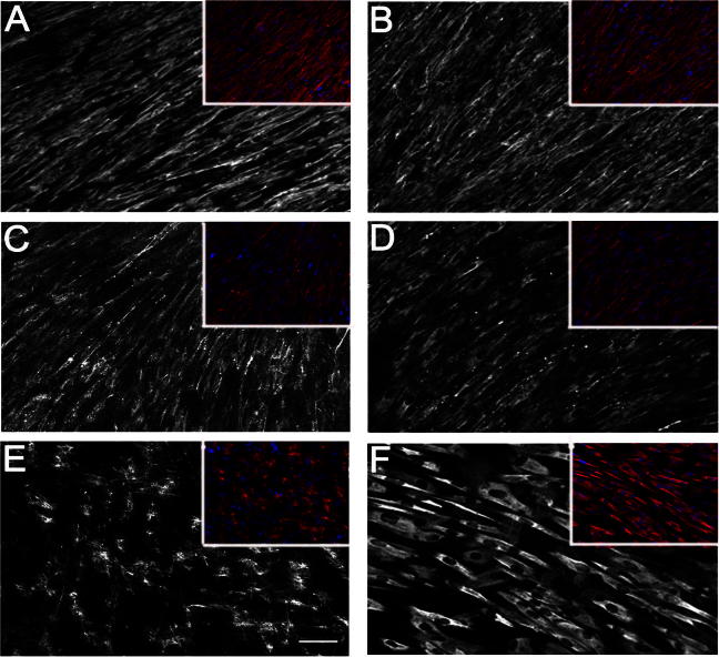 Fig. 1a