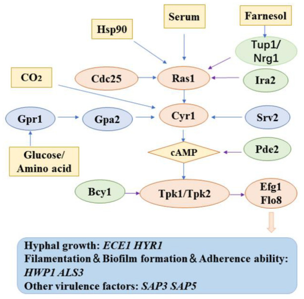 Figure 9