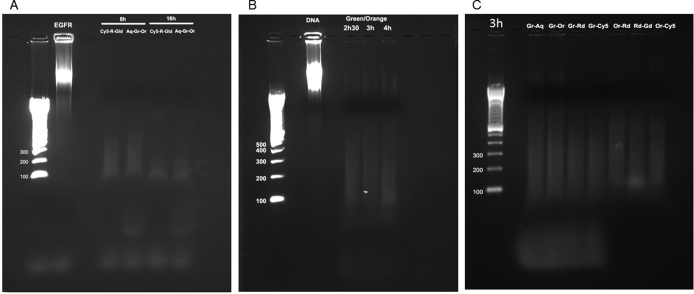 Supplemental Figure S1