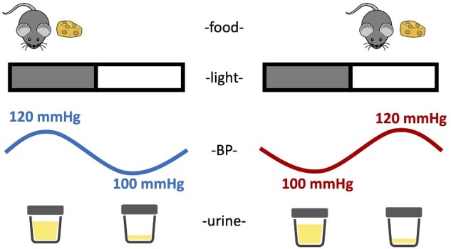 Figure 11.