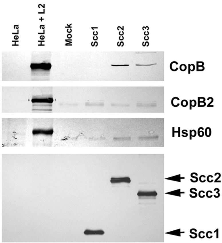 FIG. 5.