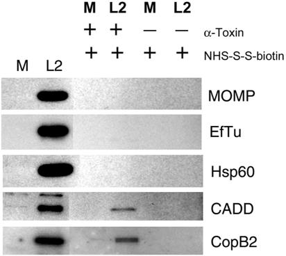 FIG. 8.