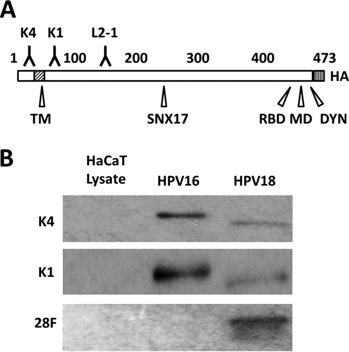 FIG 1