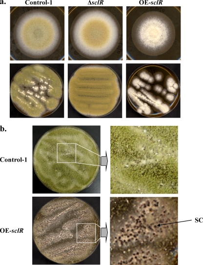 Fig. 3.